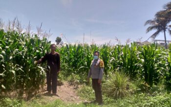 Sinergi Polisi dan Petani Jagaraga Perkuat Ketahanan Pangan Lokal