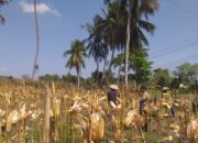 Pendampingan Bhabinkamtibmas di Lombok Barat Perkuat Ketahanan Pangan Petani Jagung