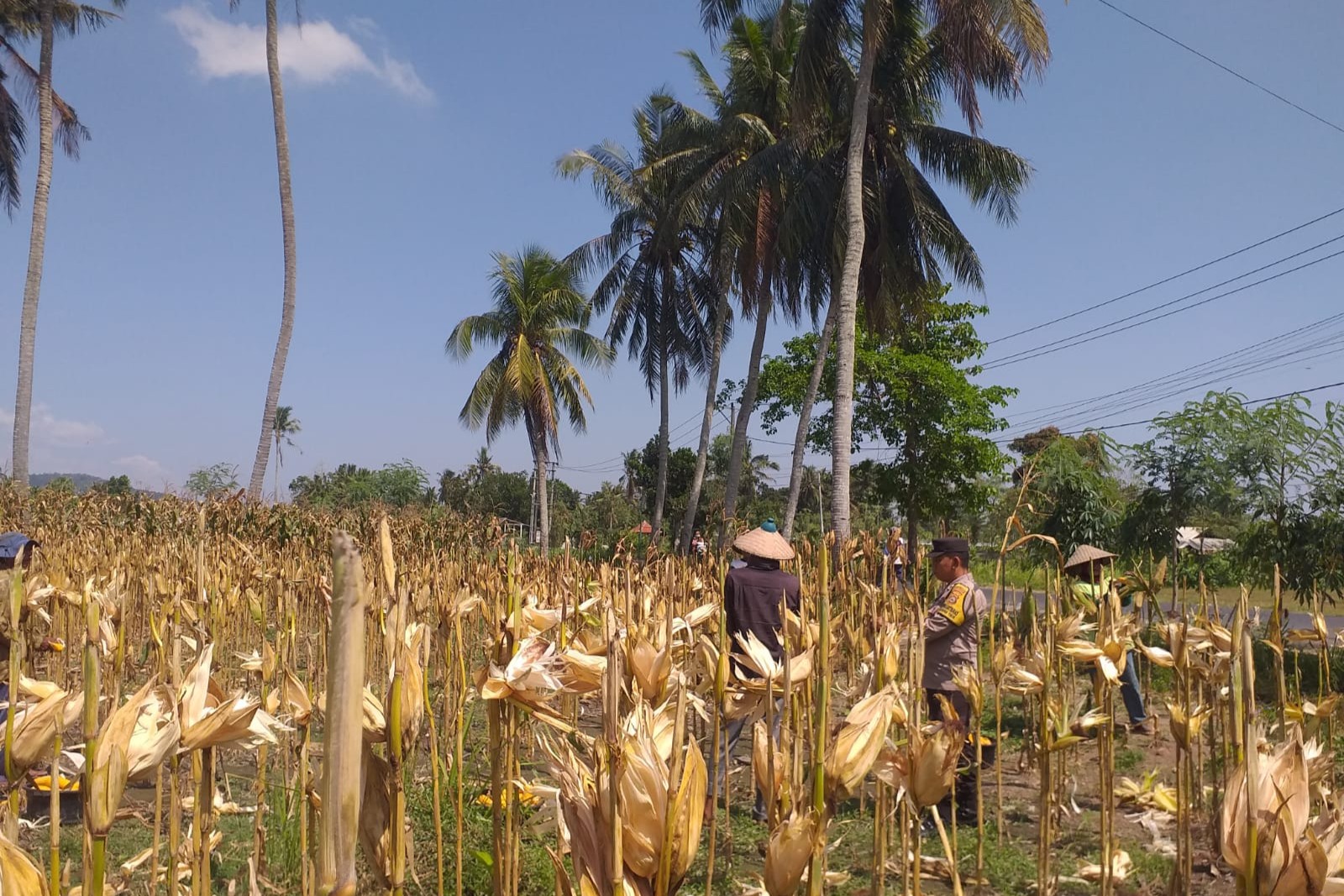 Sinergi Polisi dan Petani pada Panen Jagung Hibrida di Dusun Berambang, Lombok Barat