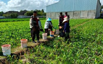 Sinergi Polri dan Petani: Polres Lombok Barat Pantau Penanaman Jagung di Gerung