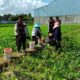 Sinergi Polri dan Petani: Polres Lombok Barat Pantau Penanaman Jagung di Gerung