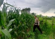 Bhabinkamtibmas Terong Tawah Dorong Pemanfaatan Pekarangan untuk Ketahanan Pangan