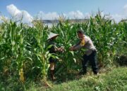 Sinergi Polri dan Warga: Dusun Jerneng Hidupkan Program Kemandirian Pangan