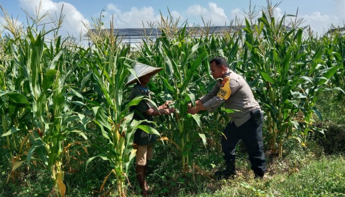 Sinergi Polri dan Warga: Dusun Jerneng Hidupkan Program Kemandirian Pangan