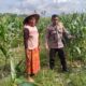 Polsek Labuapi Bangun Kesadaran Pangan Mandiri di Karang Kebon