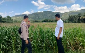 Pendampingan Petani Jagung oleh Polsek Kuripan, Dorong Ketahanan Pangan Lombok Barat
