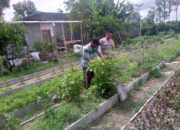 Dukungan Polri Bagi Petani Dusun Tegal: Langkah Nyata Kemandirian Pangan Jagaraga