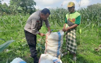 Bhabinkamtibmas Bagik Polak Barat Panen Raya Bersama Petani Lombok Barat