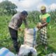 Panen Jagung Dusun Jerneng: Polsek Labuapi Dorong Swasembada Pangan Lokal