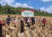Panen Raya Jagung di Desa Pelangan, Polsek Sekotong Perkuat Ketahanan Pangan