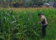 Sinergi Polri dan Poktan Tunggulawang untuk Ketahanan Pangan di Kuripan Selatan