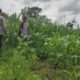 Polri Aktif Kawal Pertanian Jagung di Desa Kuranji Dalang, Labuapi Lombok Barat
