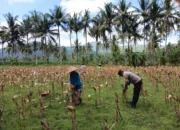Sinergi Polri dan Petani di Gerung Dorong Stabilitas Harga Jagung