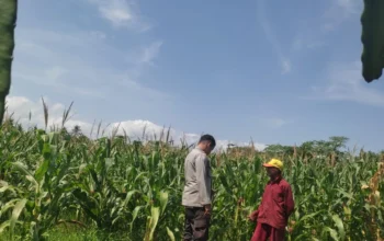 Tanpa Kendala Pupuk, Petani Jagung di Lombok Barat Semakin Optimis