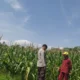 Polisi Turun ke Sawah, Dukung Ketahanan Pangan di Kuranji Dalang