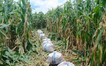 Bhabinkamtibmas Kawal Panen Jagung, Petani Babussalam Tersenyum Lega