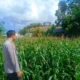 Kehadiran Polisi di Ladang Jagung, Bukti Sinergi Polri dan Petani di Lombok Barat