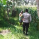 Kunjungan Inspiratif Aiptu Dodit Dorong Ketahanan Pangan di Kuripan