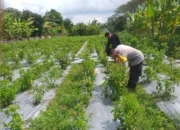 Dorong Kemandirian Pangan Keluarga, Bhabinkamtibmas Dampingi Warga Olah Lahan