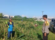 Peran Nyata Bhabinkamtibmas dalam Meningkatkan Kesejahteraan Petani