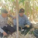 Harga Beras di Gerung Masih Stabil, Polres Lobar Turun Cek Lapangan