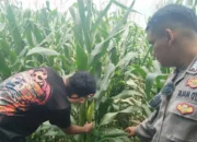 Bhabinkamtibmas Turun ke Sawah, Petani Lombok Barat Kian Semangat