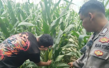 Bhabinkamtibmas Turun ke Sawah, Petani Lombok Barat Kian Semangat