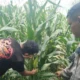 Petani di Kuranji Dalang Tak Alami Kendala Pupuk, Polsek Labuapi Apresiasi