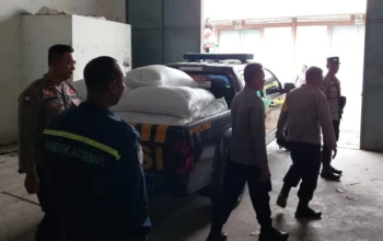 Jagung Petani Gerung Lolos Standar Bulog, Harga Aman dan Stabil