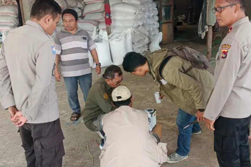 Kualitas Jagung Batulayar Capai Standar BULOG, Polsek Apresiasi Petani