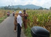 Panen Jagung di Babussalam, Polri Jadi Sahabat Petani Lombok Barat