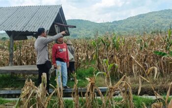Jagung Melimpah, Polri Dukung Ketahanan Pangan di Lombok Barat