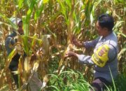 Polsek Kediri Galakkan Swasembada Pangan di Lombok Barat