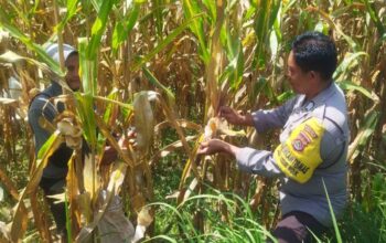 Polsek Kediri Galakkan Swasembada Pangan di Lombok Barat