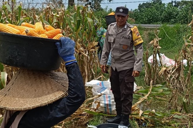 Kabar Baik dari Babussalam: Panen Jagung Sukses, Hasilnya Langsung Diserap Pengepul Lokal