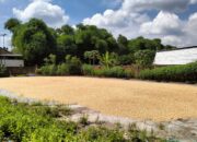 Petani Bagik Polak Didorong Jual Panen ke Bulog demi Harga Stabil