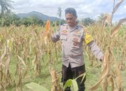 Sinergi Polisi dan Petani, Panen Jagung di Beleka Jadi Contoh Ketahanan Pangan