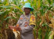 Panen Jagung di Desa Beleka Berkontribusi Langsung ke Bulog, Perkuat Stok Pangan Nasional