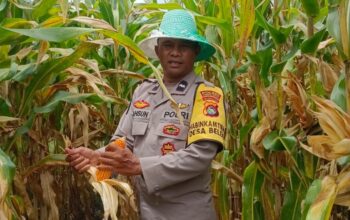 Panen Jagung di Desa Beleka Berkontribusi Langsung ke Bulog, Perkuat Stok Pangan Nasional