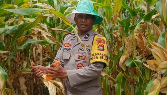 Panen Jagung di Desa Beleka Berkontribusi Langsung ke Bulog, Perkuat Stok Pangan Nasional