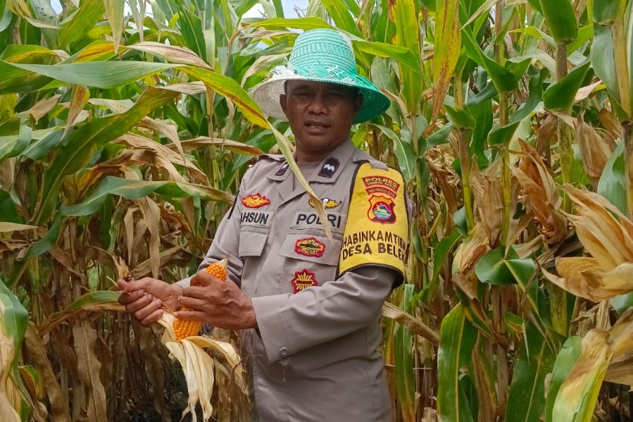 Panen Jagung di Desa Beleka Berkontribusi Langsung ke Bulog, Perkuat Stok Pangan Nasional