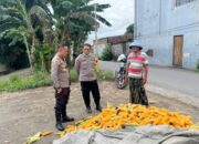 Sinergi Polri dan Petani Jagung Karang Bongkot untuk Ketahanan Pangan