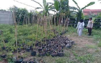 Bhabinkamtibmas Meninting Dorong Optimalisasi Lahan Pekarangan Rumah