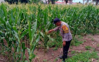 Polri Dukung Swasembada Pangan di Lombok Barat