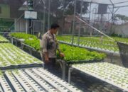 Polri Dorong Ketahanan Pangan, Bhabin Labuapi Edukasi Warga