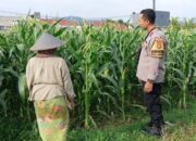 Sukseskan Program Nasional, Bhabinkamtibmas Turun ke Ladang Dampingi Petani
