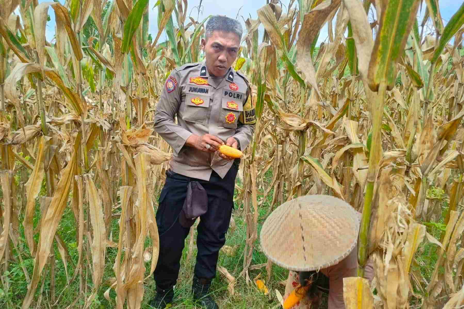 Peran Polri Jaga Stabilitas Harga, Petani Jagung Lombok Barat Diimbau Jual ke Bulog