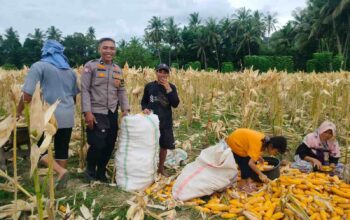 Demi Stok Pangan Nasional, Polsek Lembar Ajak Petani Salurkan Jagung Varietas NK ke Bulog