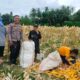 Demi Stok Pangan Nasional, Polsek Lembar Ajak Petani Salurkan Jagung Varietas NK ke Bulog