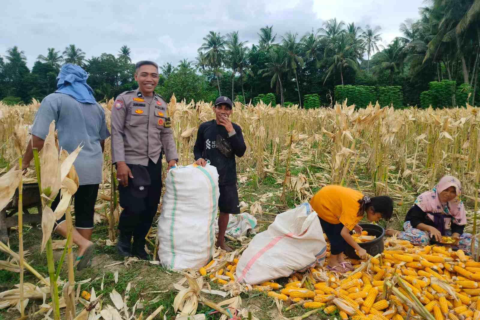 Demi Stok Pangan Nasional, Polsek Lembar Ajak Petani Salurkan Jagung Varietas NK ke Bulog